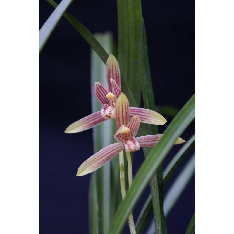 Cymbidium ensifolium|8 cm|Ja|Nee