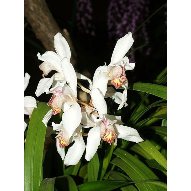 Cymbidium erythrostylum|10 cm|Ja|Nee