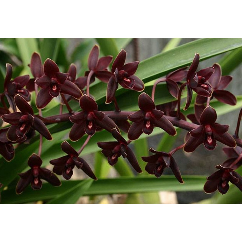 Cymbidium Little Black Sambo Black Magic