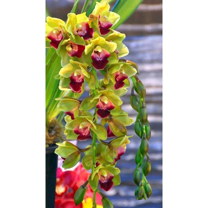 Cymbidium Pearl Dawson Procyon