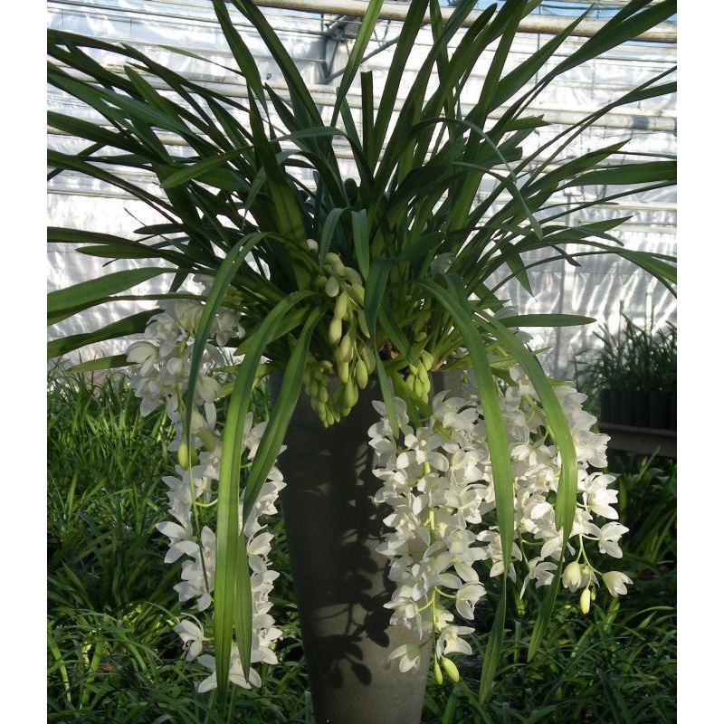 Cymbidium Sarah Jean Ice Cascade