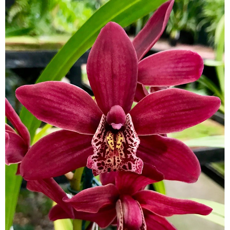Cymbidium Strathdon Chailey Red HCC/AOS