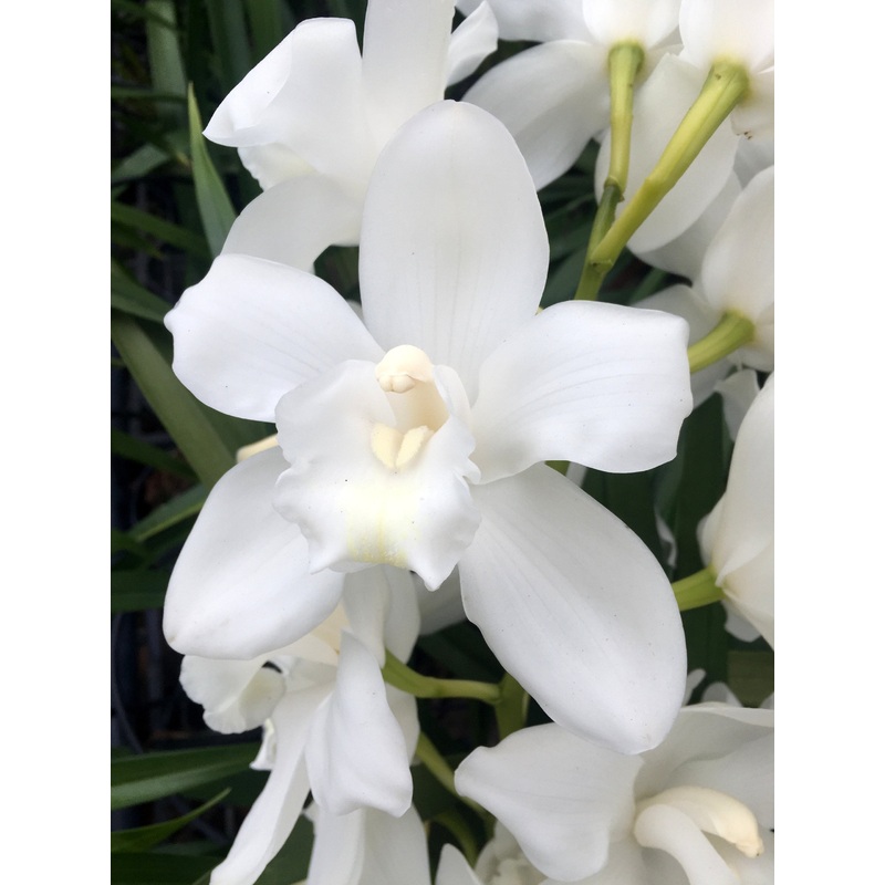 Cymbidium White Snow Blossom 4N