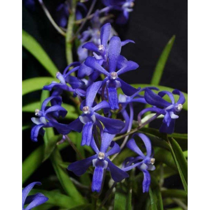 Darwinara Charm Blue Moon XXL|12 cm|Nee|Ja