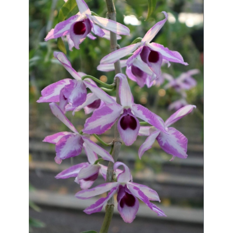 Dendrobium anosmum A Touch of Class (Big Plant)