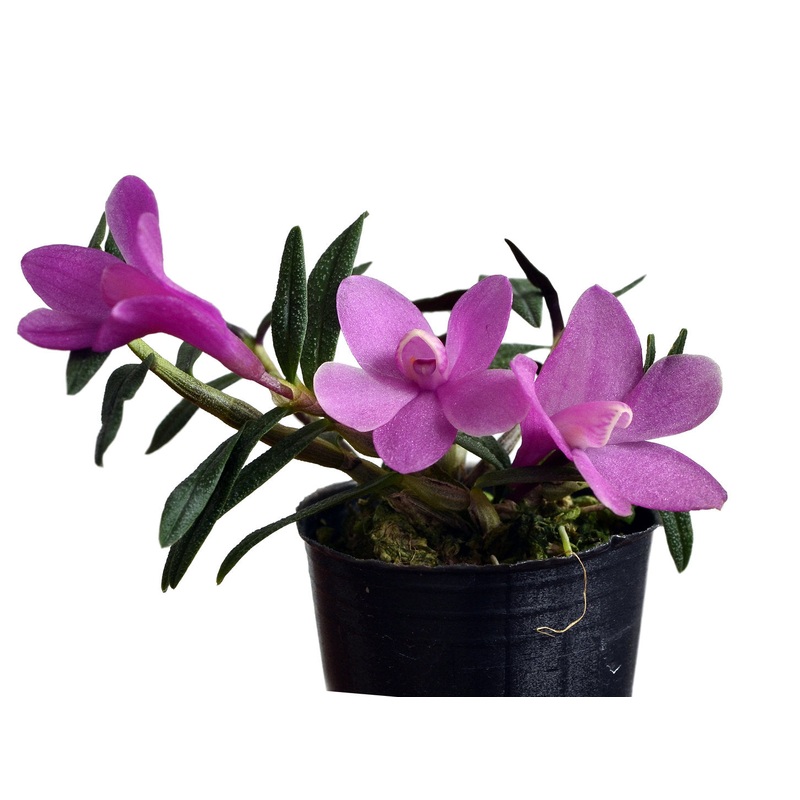 Dendrobium Butterfly Jewel