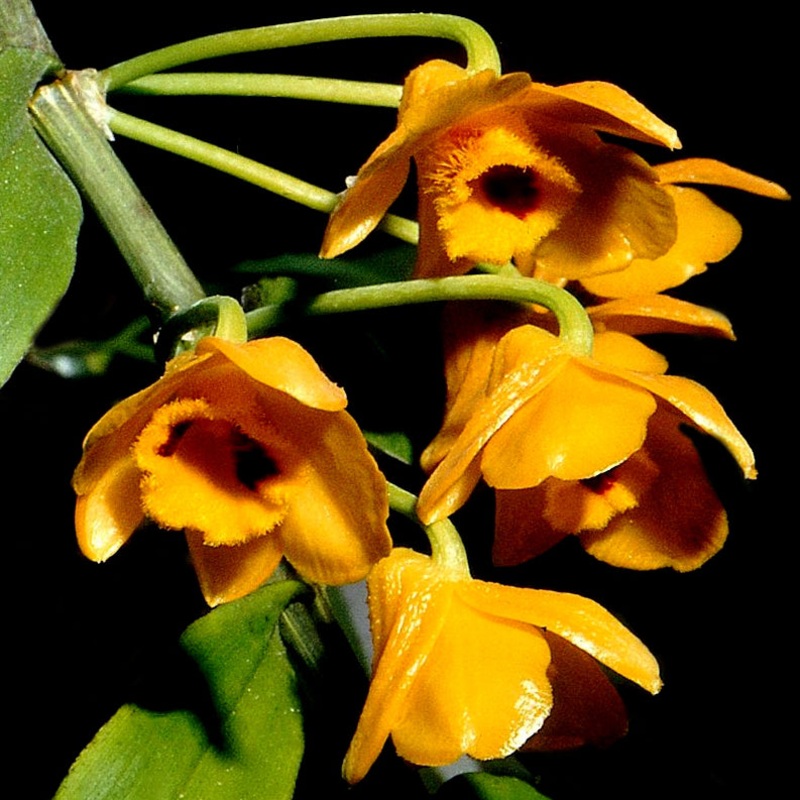 Dendrobium chrysanthum