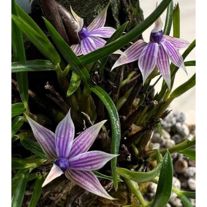 Dendrobium cyanocentrum (Compact Type)