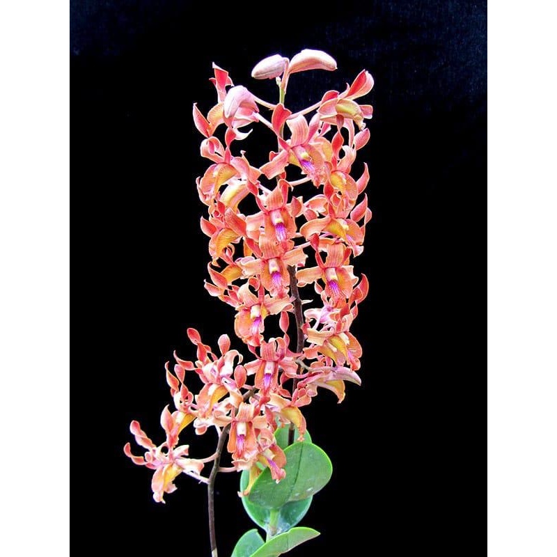 Dendrobium Jairak Antelope ‘Tangerine’