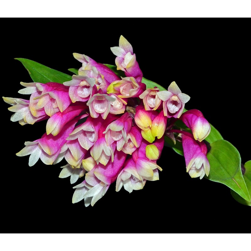 Dendrobium lawesii bicolor pink white