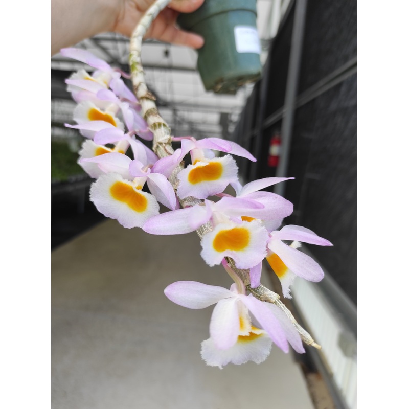 Dendrobium primulinum