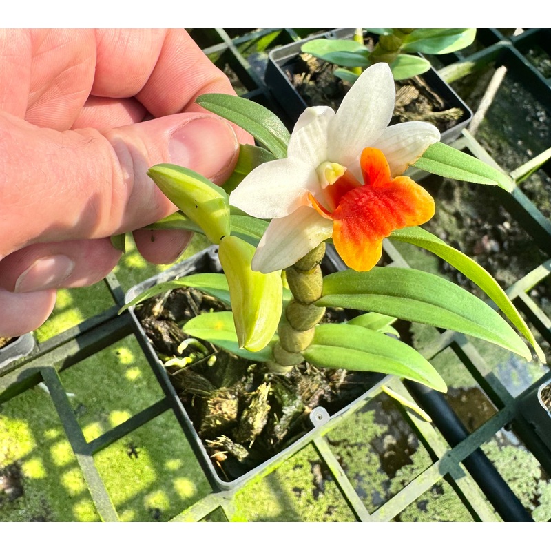 Dendrobium Sweet Dawn ‘Jairak’