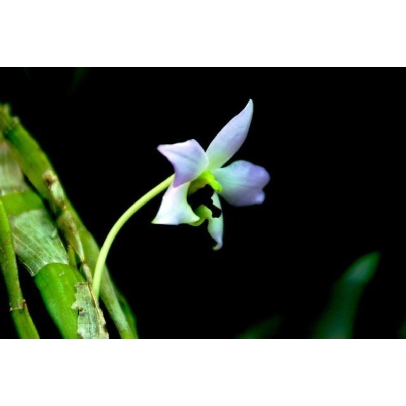 Dendrobium trantuanii|5.5 cm|Ja|Nee