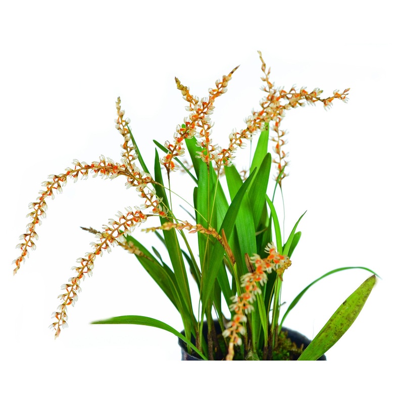 Dendrochilum apoense