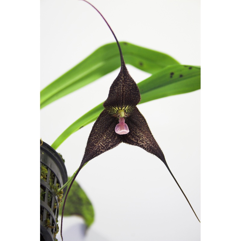 Dracula roezlii (aaporchidee)|8 cm|Ja|Nee