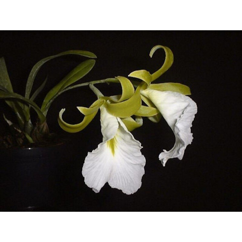 Encyclia mariae|5.5 cm|Nee|Ja