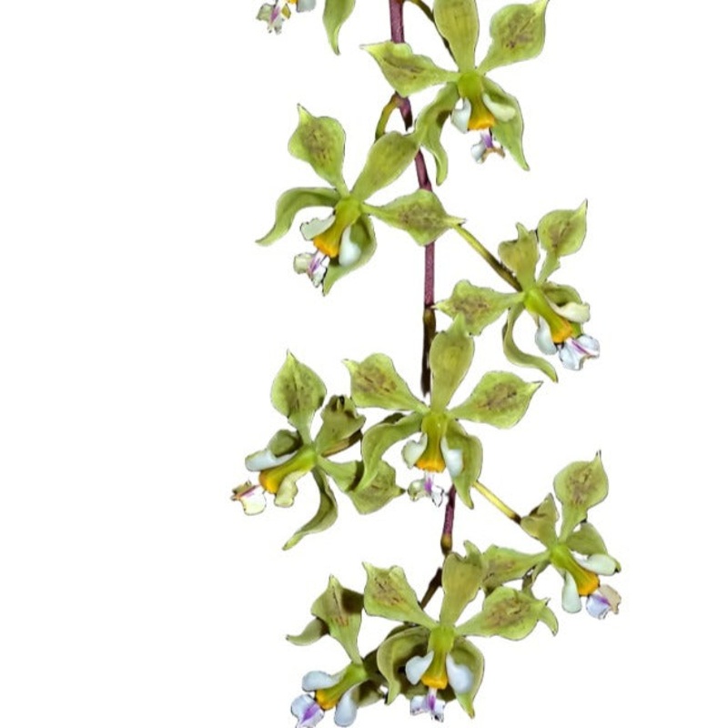 Encyclia thienii ‘Indanza’