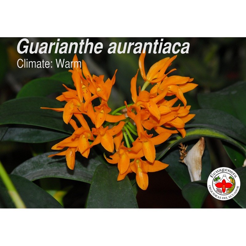 Guarianthe aurantiaca
