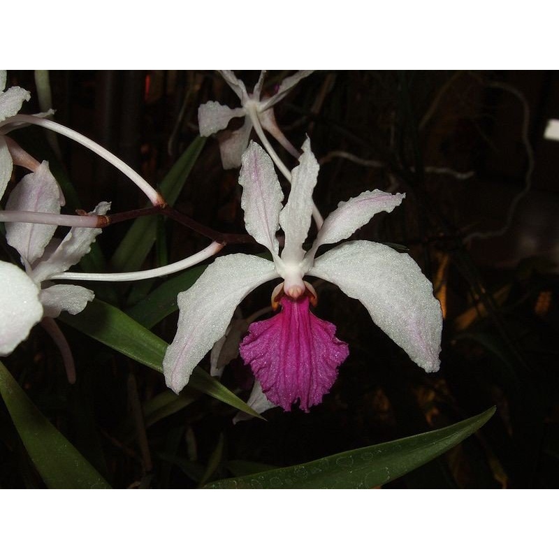 Holcoglossum kimballianum|Ja|Nee