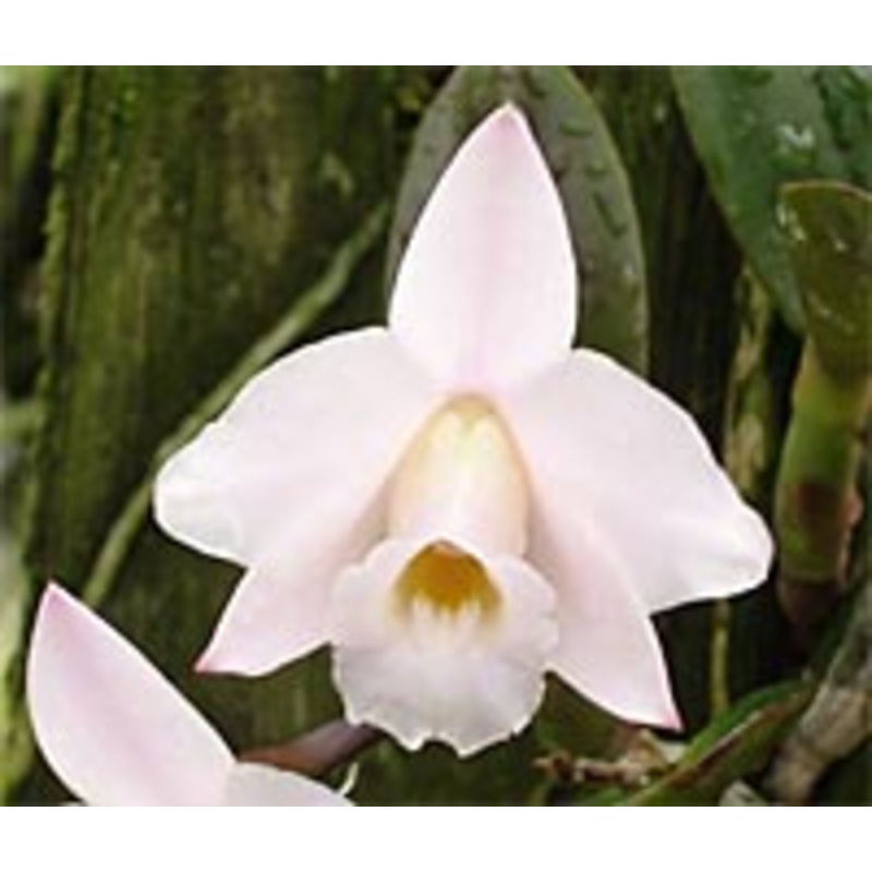 Laelia alaorii|6 cm|Ja|Nee