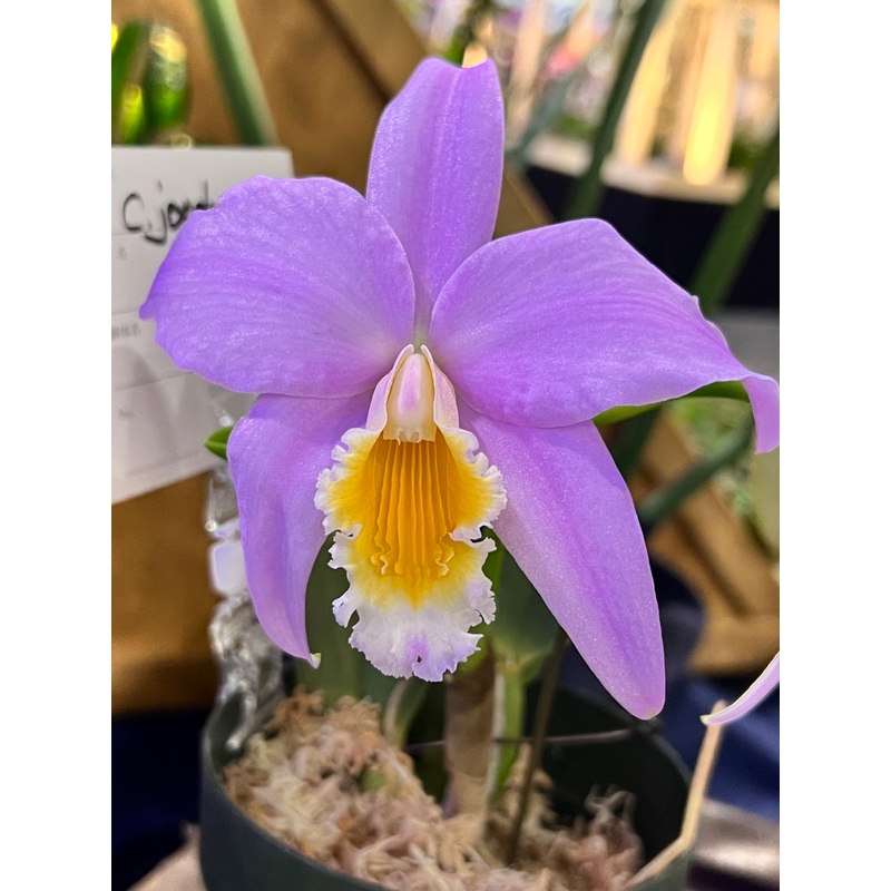 Laelia jongheana var. Tipo|10 cm|Ja|Nee