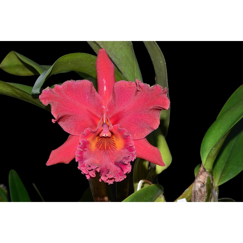 Laeliocattleya Hibrida Purple Canion x Chian lin purple