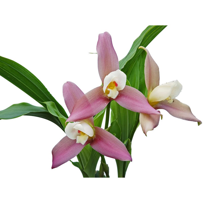 Lycaste Luciani