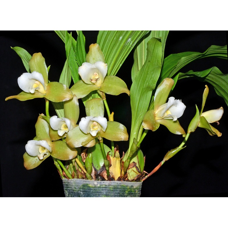 Lycaste luminosa