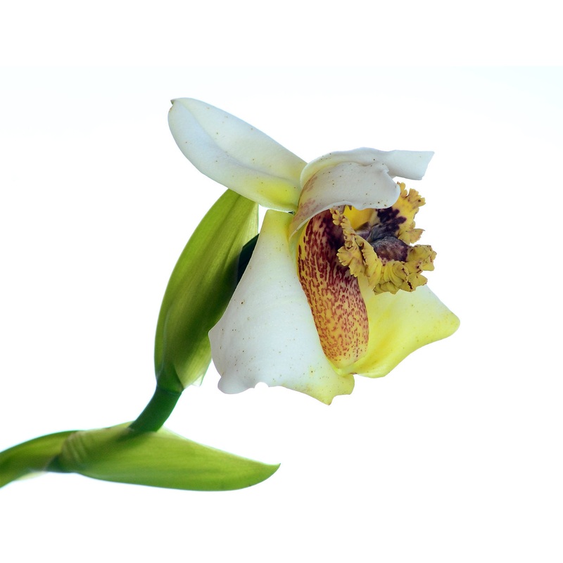 Maxillaria fletcheriana