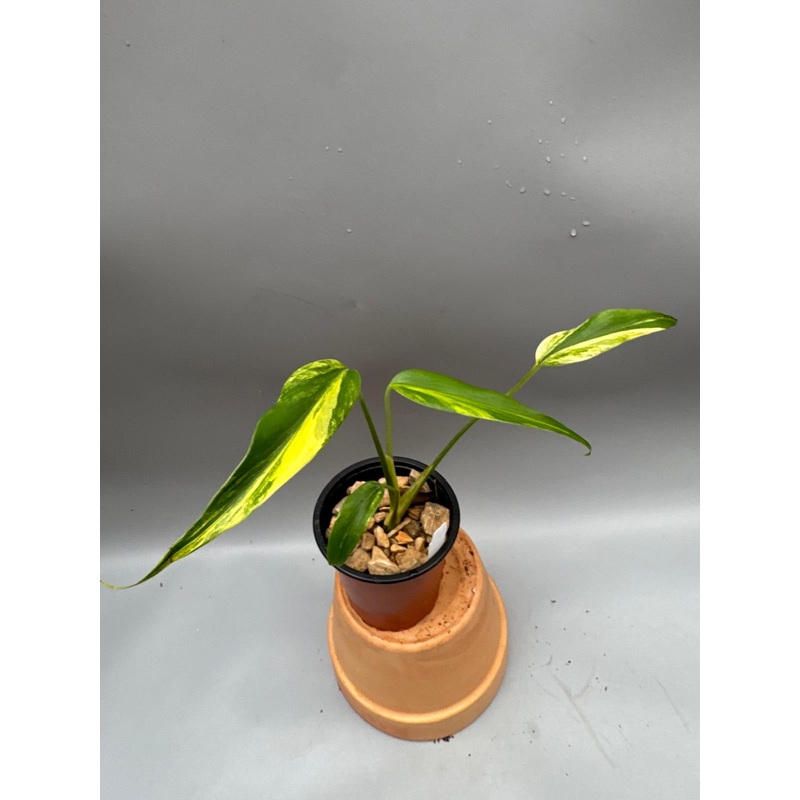 Monstera ‘Burle Marx Flame’ variegata Aurea