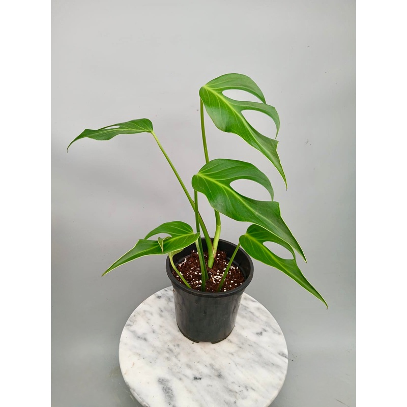 Monstera ‘Burle Marx Flame’ XL  (4-5 Big Leaves)