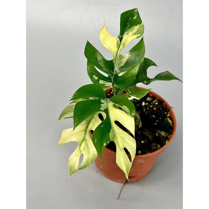 Monstera minima variegated albo (1 Leaf Cutting)