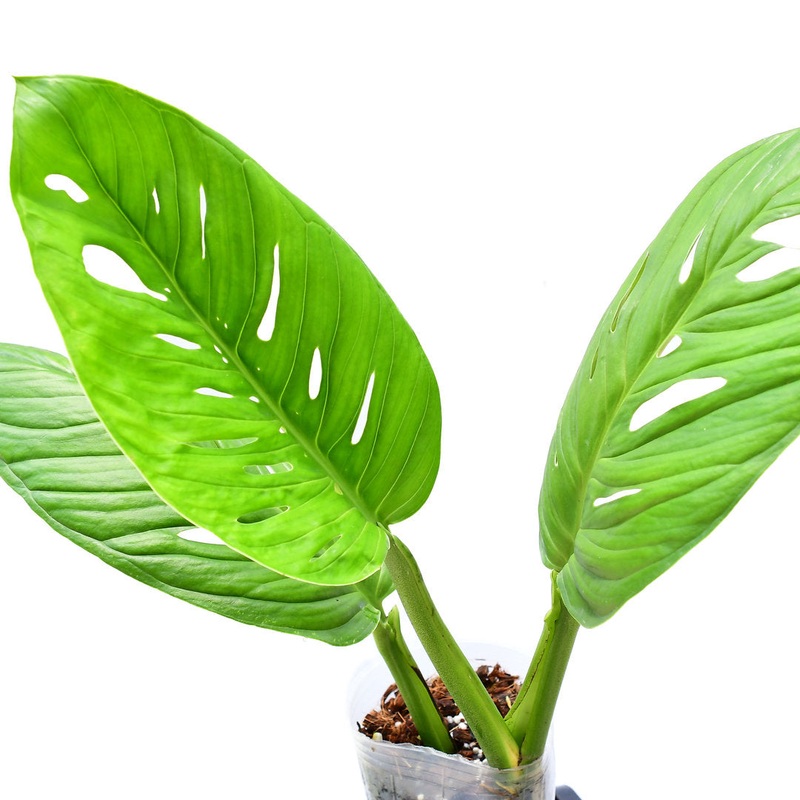 Monstera sp ‘Limon’