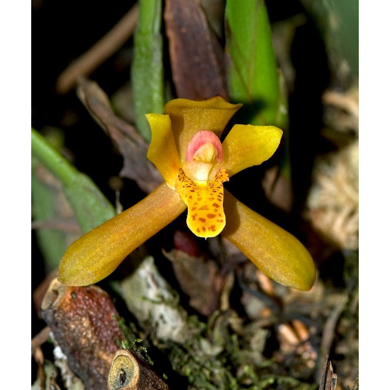 Mormolyca rufescens yellow