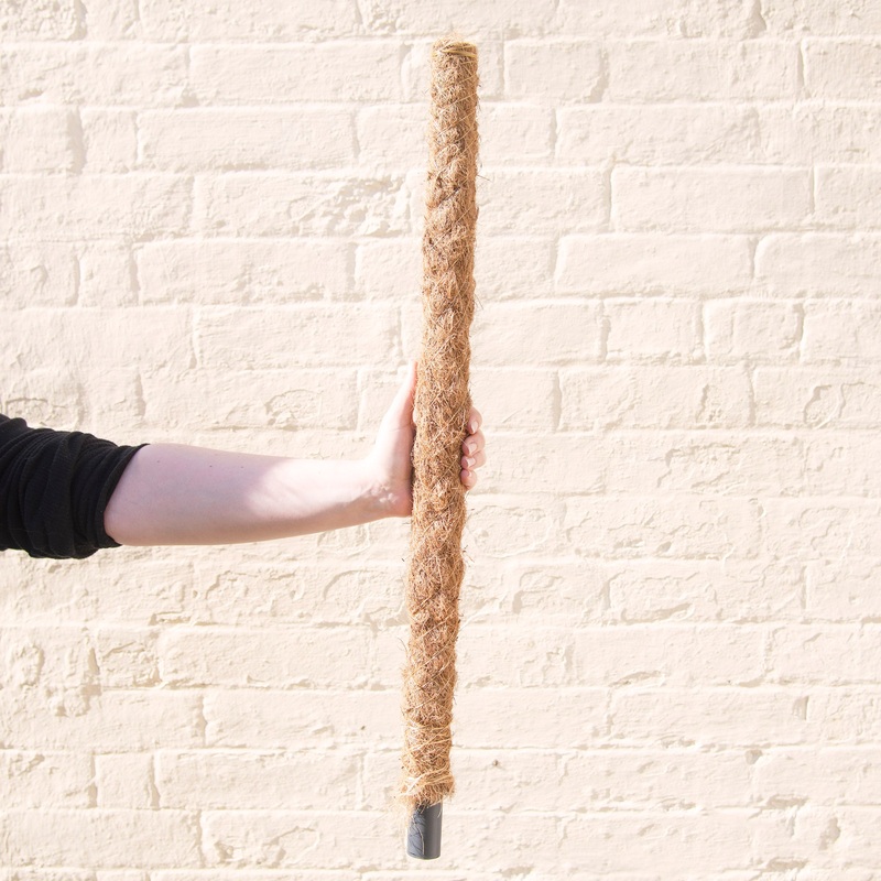Moss Pole 50cm, 60cm or 80cm|50cm|60cm|80cm
