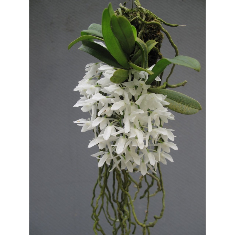 Mystacidium braybonae|Ja|Nee