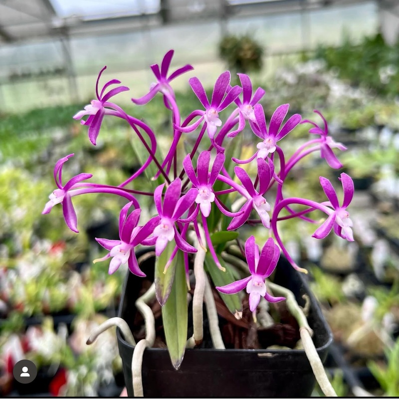 Neofinetia falcata cv. Koto|6 cm|Nee|Ja