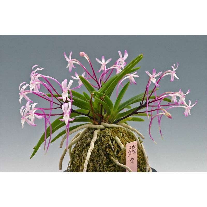 Neofinetia falcata Shutenno Pink () Clumb (Big plant)