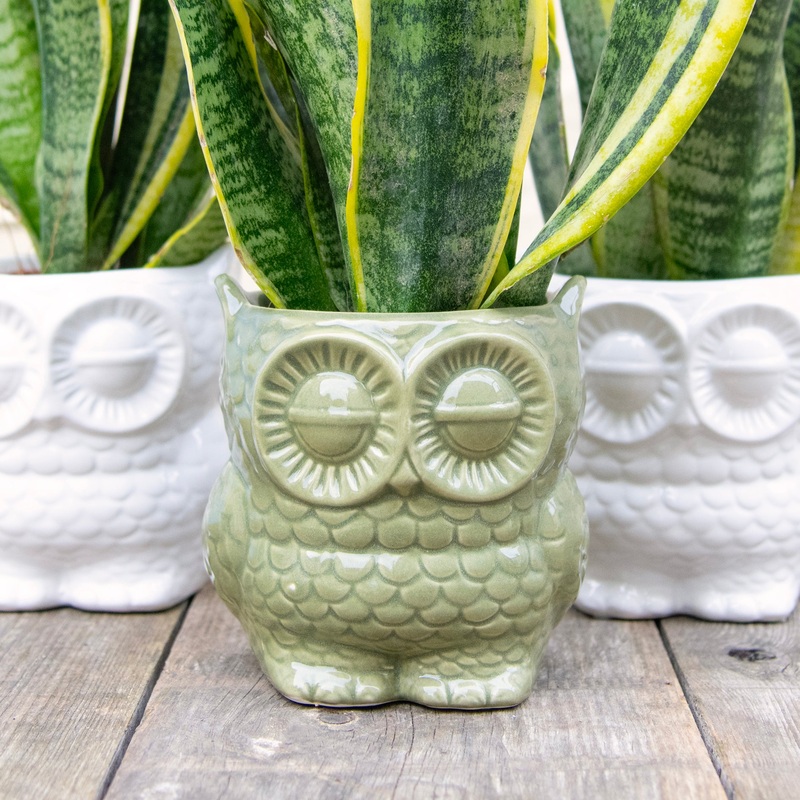 Owl Plant Pot (2 colours)|Green|White