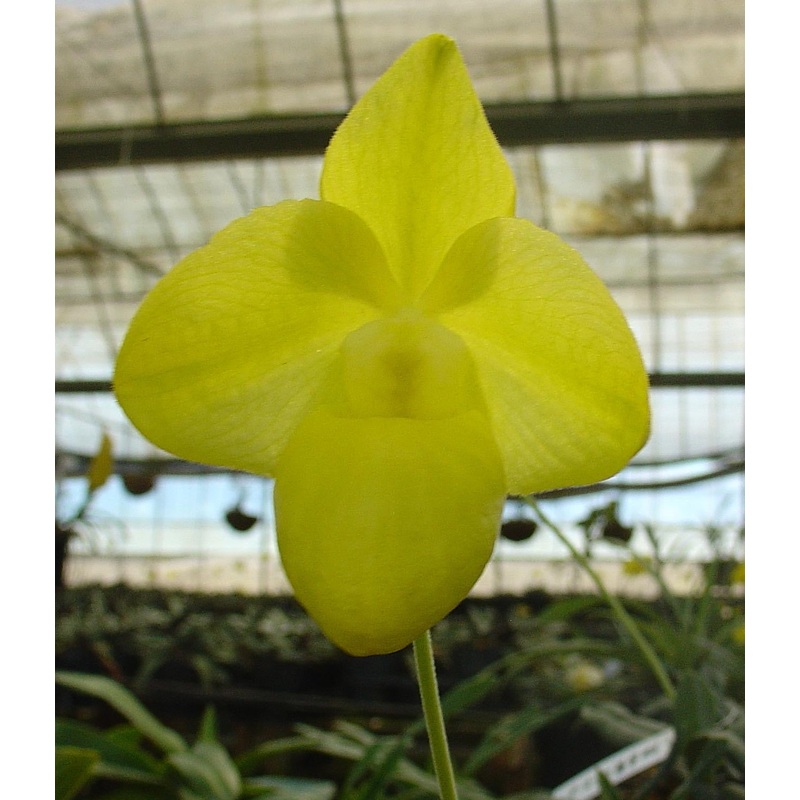 Paphiopedilum armeniacum Alba|9 cm|Nee|Ja