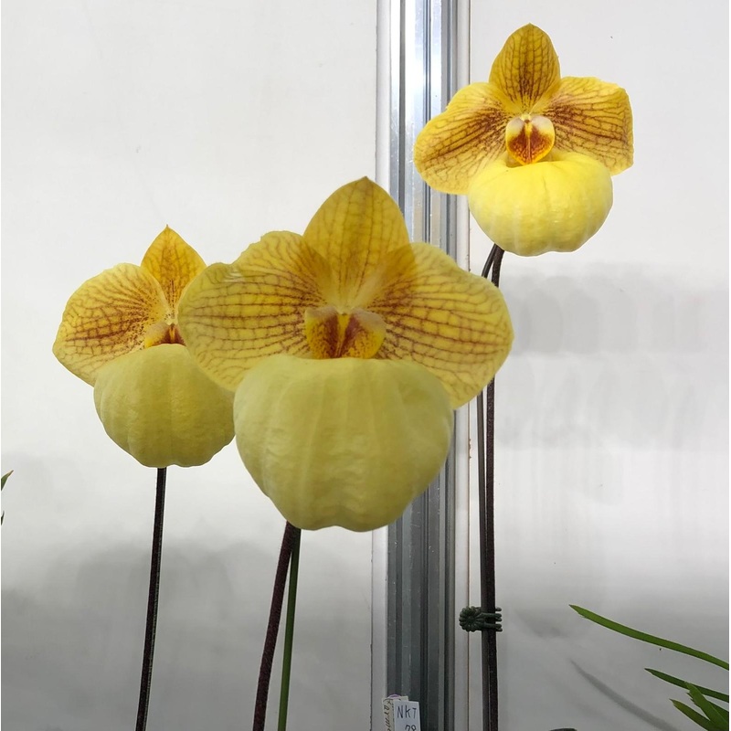 Paphiopedilum armeniacum ‘Super Cool’ x micranthum (Japan)