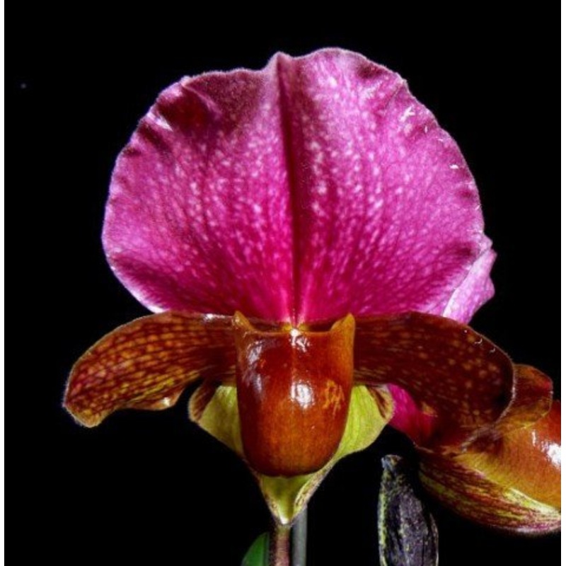 Paphiopedilum charlesworthii Bear SM TPS x select