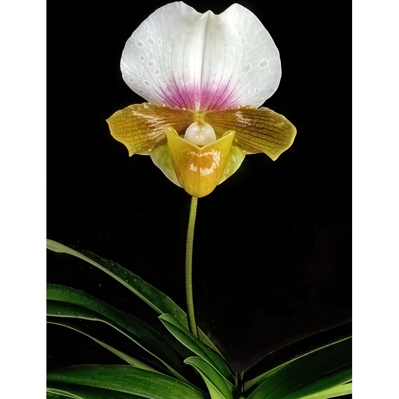 Paphiopedilum charlesworthii semi alba