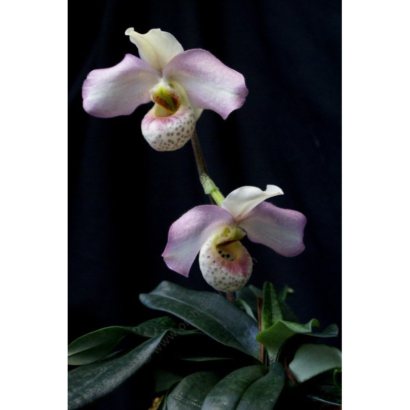 Paphiopedilum Conco Del x emersonii