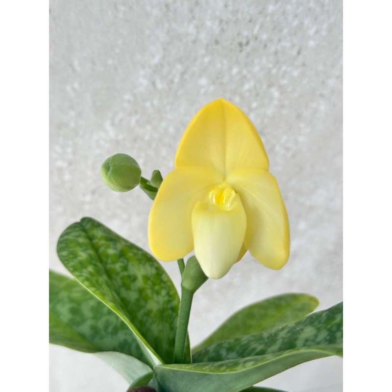 Paphiopedilum concolor alba|10 cm|Nee|Ja