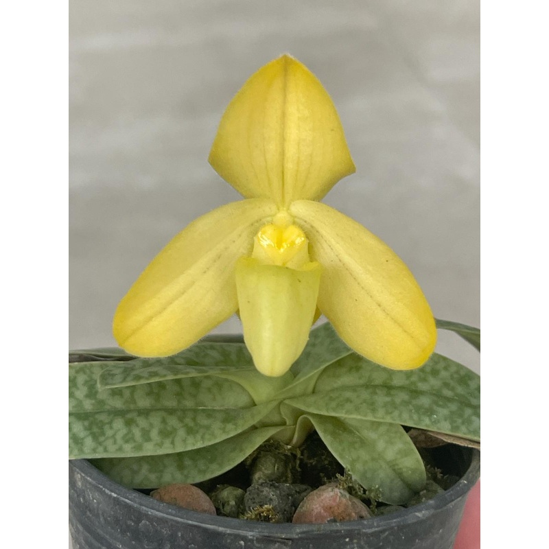 Paphiopedilum concolor striatum alba
