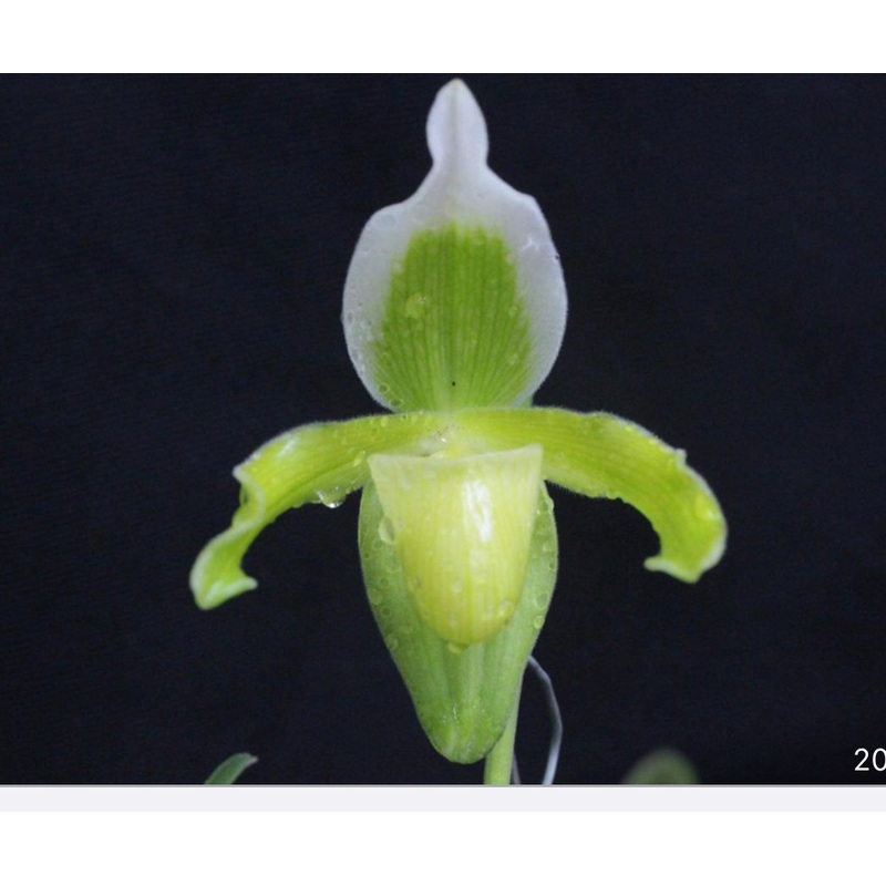 Paphiopedilum exul alba x self