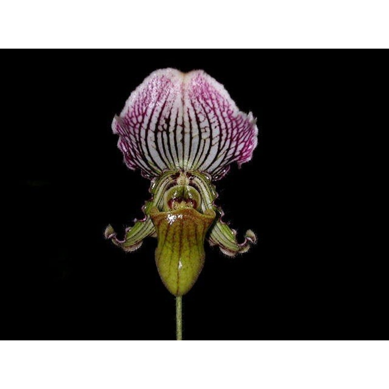 Paphiopedilum fairrieanum  4N ‘Dark’ (multiple shoots)
