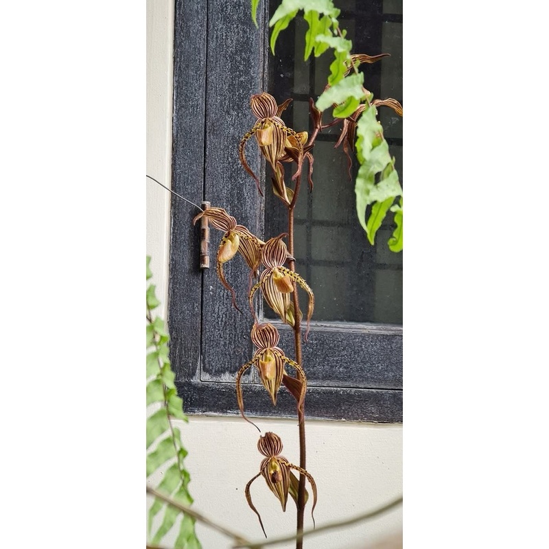 Paphiopedilum intaniae|12 cm|Ja|Nee