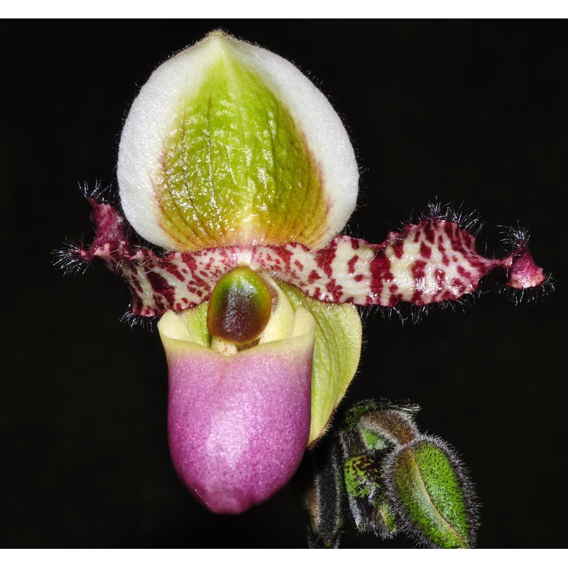 Paphiopedilum liemianum